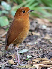 Rufous Antpitta