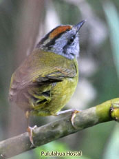 Russet-crowned Warbler