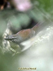 Rusty-belted Tapaculo