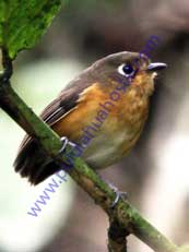 Rusty-breasted Antpitta