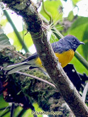 Slate-throated Whitestart