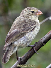 Small Tree-finch_Camarhynchus parvulus