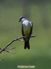 Snowy-throated Kingbird