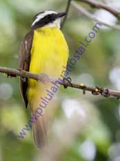 Social-Flycatcher