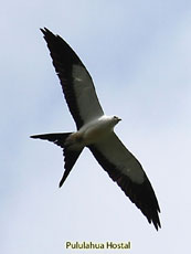 Swallow-tailed Kite