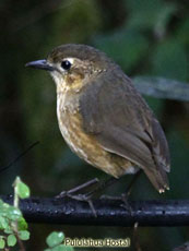 Tawny Antpitta