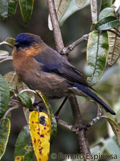 Tit-like Dacnis - Female