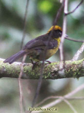 Tricolored Brush-Finch_Atlapetes tricolor