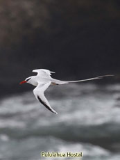 Tropicbird