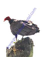 Turkey-Vulture