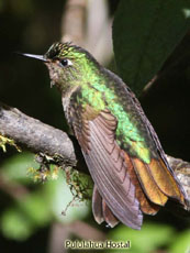 Tyrian Metaltail