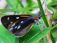 Silver plated Skipper