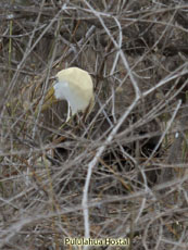 Waved Albatros