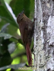 Wedge-billed Woodcreeper