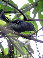 Western Slaty-Antshrike