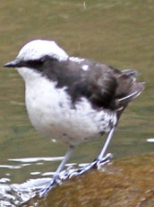 White-capped Dipper