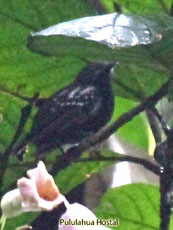 White-flanked Antwren