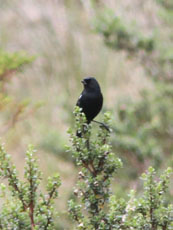 White-sided Flowerpiercer