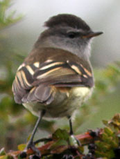 White-tailed-Tyrannulet