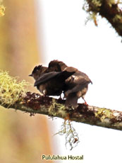 White-thighed Swallow