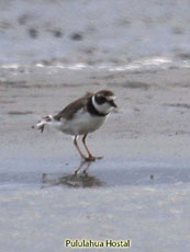 Wilson Plover