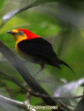 Wire-tailed Manakin