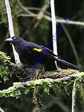 Yellow-rumped Cacique