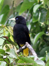 Yellow-rumped Cacique